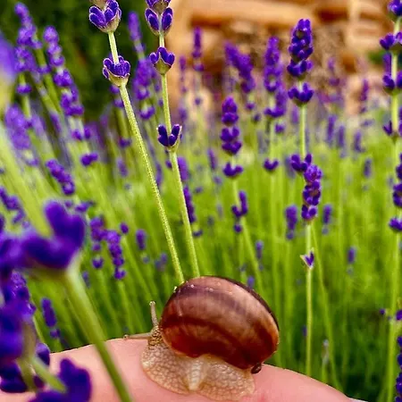 Chalet Alpina Luxury *