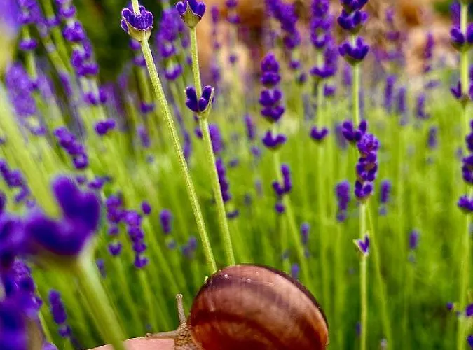 Chalé Alpina Luxury *